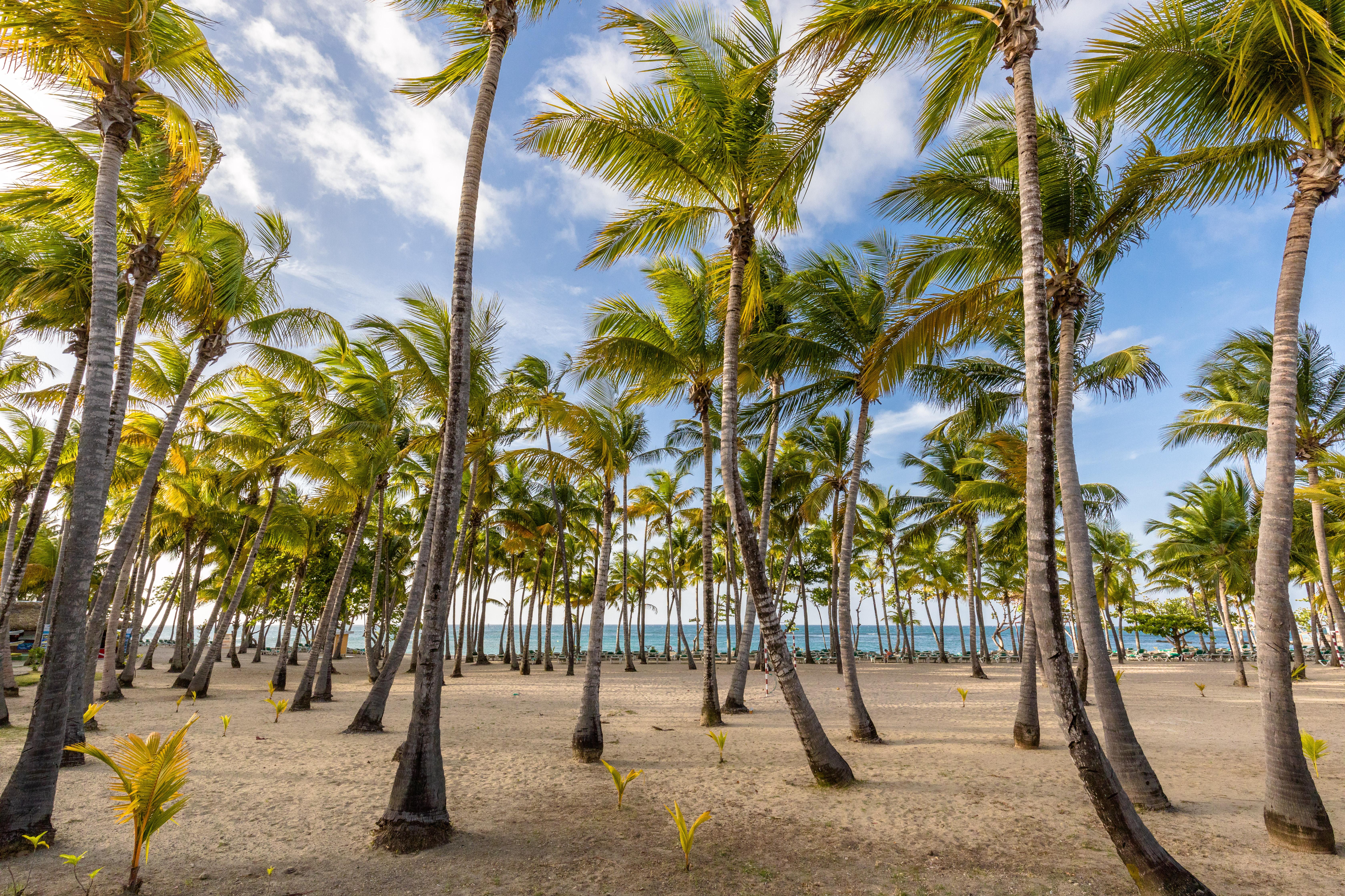 Playabachata Puerto Plata ภายนอก รูปภาพ Palm trees in Punta Cana